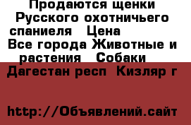 Продаются щенки Русского охотничьего спаниеля › Цена ­ 25 000 - Все города Животные и растения » Собаки   . Дагестан респ.,Кизляр г.